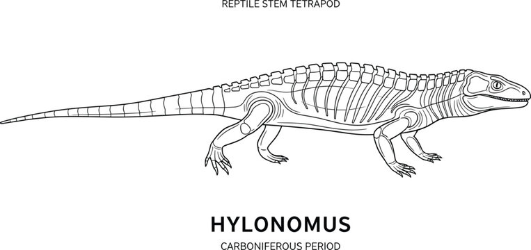 Hylonomus reptile stem tetrapod from Carboniferous period, black and white line drawing.