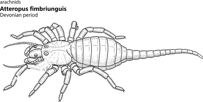 Atteropus fimbriunguis arachnid from Devonian period, black and white line drawing.
