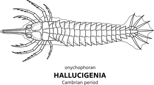 Hallucigenia onychophoran from Cambrian period, black and white line drawing.