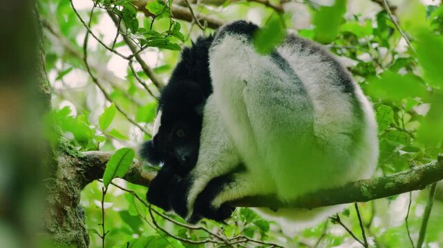 An Afraid indri, black and white lemur looking straight into the camera sitting on a tree. Madagascar Tropical rainforest. 