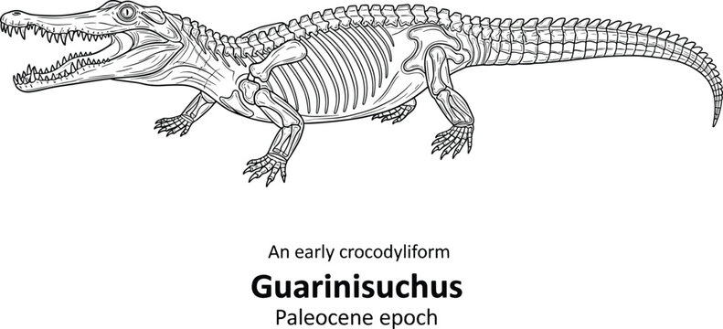 Anatomy of Guarinisuchus early crocodiliform Paleocene epoch fossil.