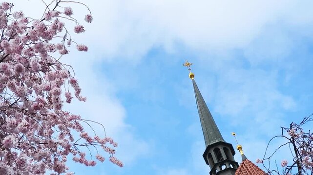 Beautiful pink cherry blossom branches gently swaying in the breeze, framing the historic steeple of a gothic Church of St. Anthony of Padua against a blue sky