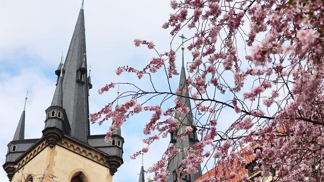 Beautiful spring cherry tree blooming with pink flowers against the backdrop of a historic gothic Church of St. Anthony of Padua with stone towers and slate roofs