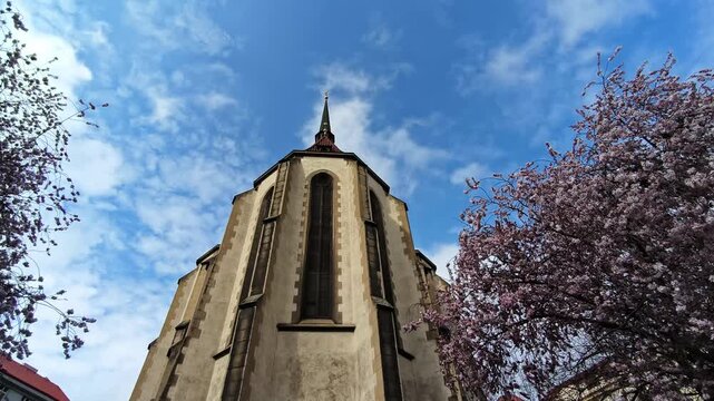 Low angle view of a historic gothic Church of St. Anthony of Padua tower reaching towards a blue sky with soft white clouds, framed by beautiful pink cherry blossoms