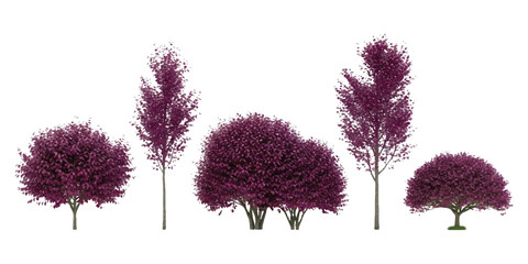 Set of decorative purple leaf trees and bushes for landscape design ©  creative  marlia