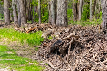 Fototapeta premium driftwood on the shore brought by the river during spring floods
