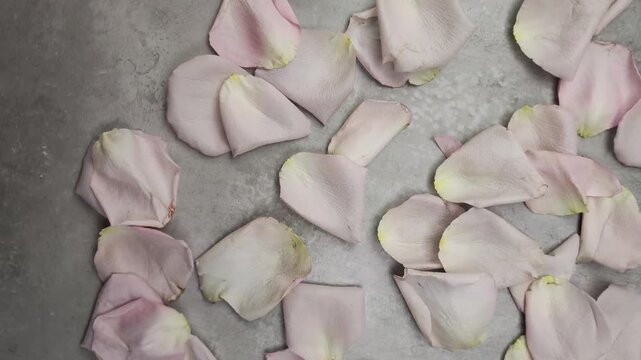 Delicate pink rose petals scattering and settling on a textured gray background. A romantic and floral composition with gentle movement