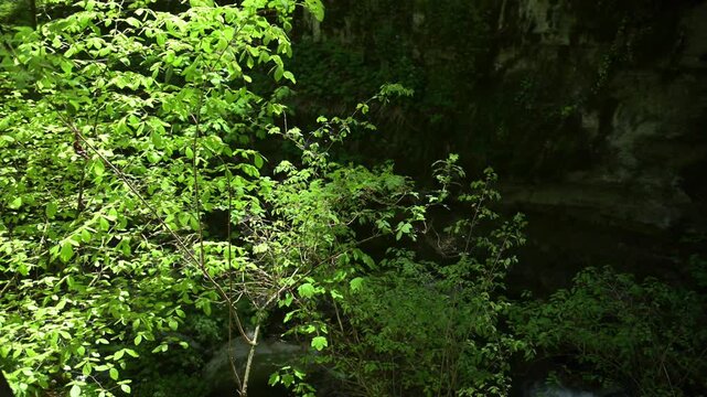 Twannbach Gorge, Switzerland - Dense spring leaves and branches over a dark rock ravine, creating a tranquil forest background with natural textures and shade.