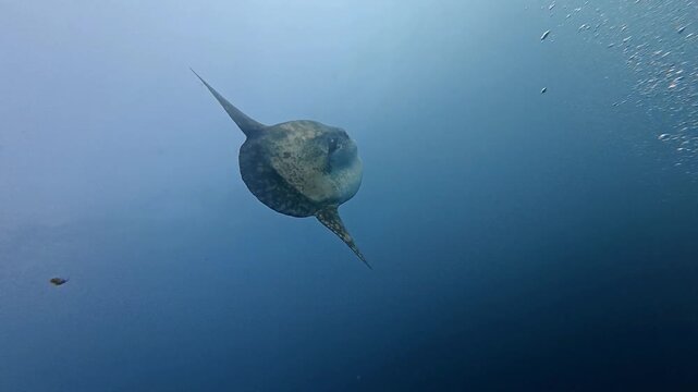 Ocean sunfish swimming among bubbles in blue ocean
