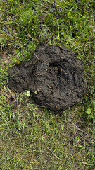 Fototapeta premium Animal manure on grass used as natural fertilizer. Agricultural and ecological concept