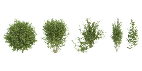 Fototapeta premium Set of five different green bushes and small garden shrubs for landscaping design
