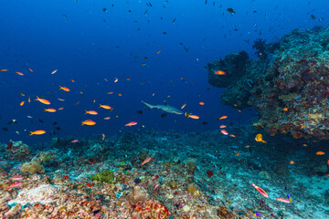 Fototapeta premium coral reef with fish
