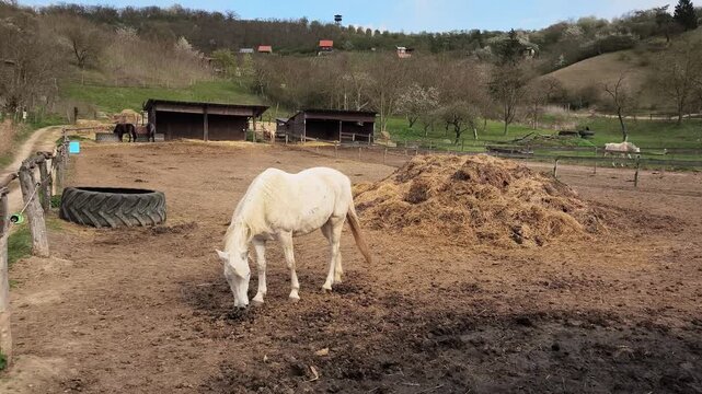 Beautiful white horse walking around a muddy paddock on a rural farm. The majestic animal roams freely in its enclosure on a cloudy day