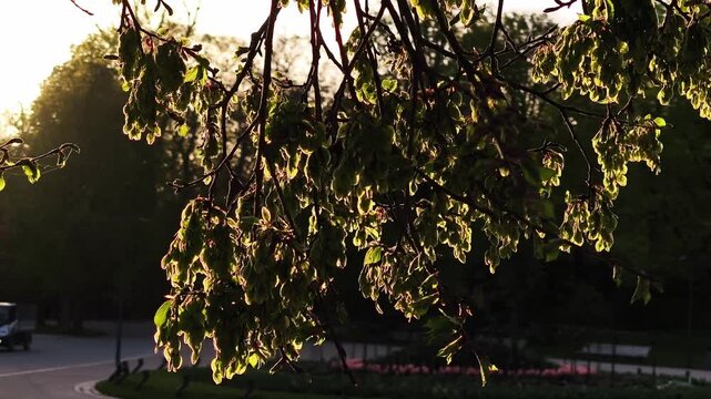 Beautiful green maple tree samaras on a branch swaying gently in the wind during a golden hour sunset. Idyllic park scene in the background