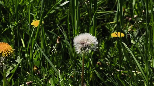 Gentle breeze blowing through a lush green meadow on a sunny spring day, causing a delicate white dandelion puffball to sway gracefully