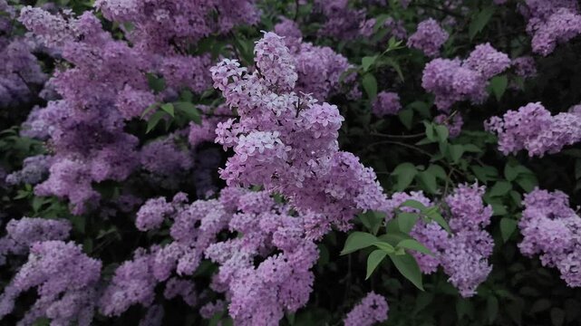 Lush purple lilac flowers on a dense bush with green leaves gently swaying in a light spring breeze. Beautiful floral background concept on Kampa Island
