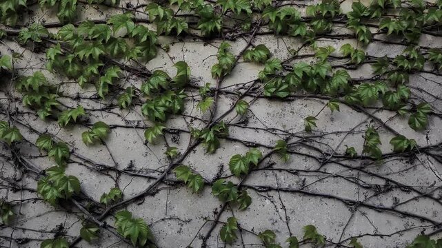 Lush green ivy leaves and tangled vines climbing on an old, weathered concrete wall. Natural background showing the texture of nature and urban decay