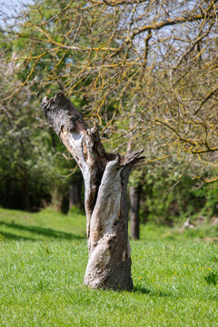 Abgestorbener Baum