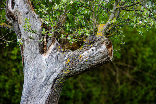 Alter Apfelbaum