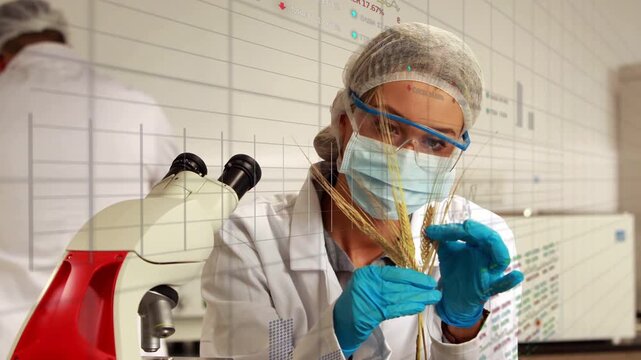 Female agri lab technician fanning wheat toward microscope, causing data graphs for quality check