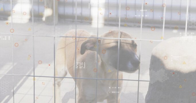 Standing medium tan dog tilting head behind wire fence at paved yard with bollard and HUD-overlays