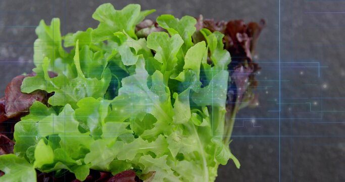 Displaying green and red leaf lettuce with visible stems on dark slate, blue grid nodes overlay