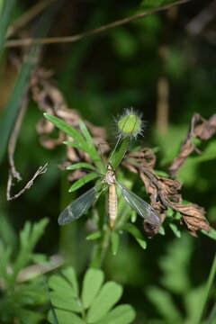 tightly grasped