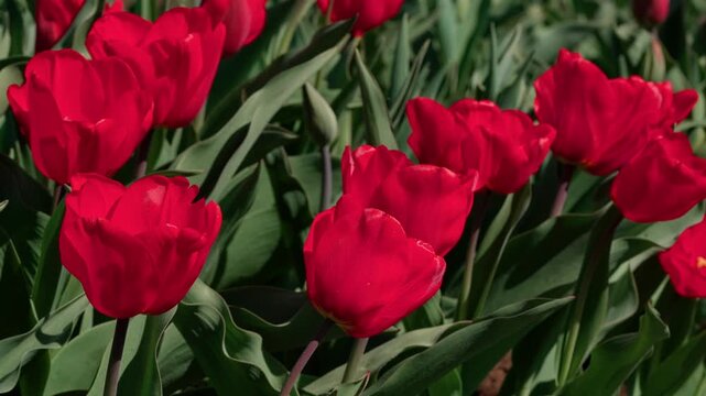 Red cup-shaped tulips with dark green leaves. Many flowers grow in a flower bed. Close-up.
