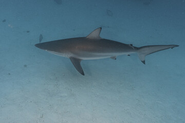 Fototapeta premium shark in the sea