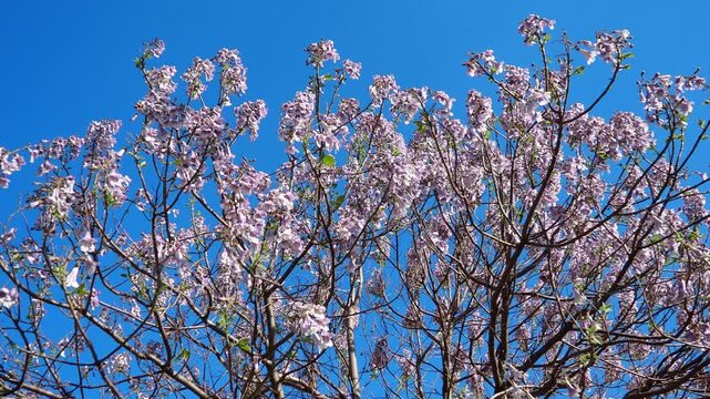 Paulownia genus hardwood trees in family Paulowniaceae, order Lamiales native to east Asia and are widespread across China. Pavlovnia but now spelled Paulownia, princess tree. Pink flowers. Blue sky.