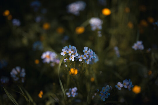 Springtime meadow near the river with blue and yellow wildflowers