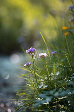 Flowers in the meadow near the river with a blurred background and bokeh