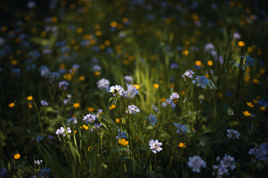 Springtime meadow near the river with blue and yellow wildflowers