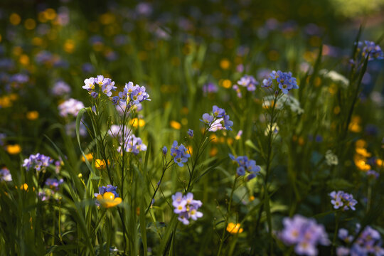 Springtime meadow near the river with blue and yellow wildflowers