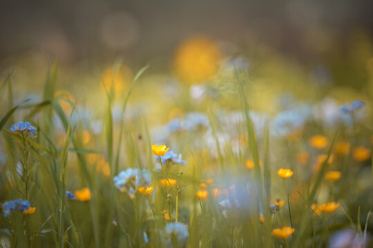 Colorful wildflowers in a meadow in the morning light