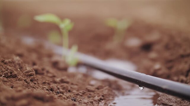 Close-up of modern drip irrigation system nourishing young green sprouts in agricultural soil