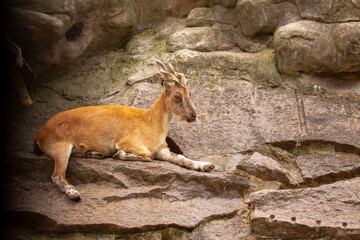 Obraz premium A wild ibex. A markhor (Capra falconeri), a wild goat native to Central Asia, the Karakoram, and the Himalayas, sits atop a cliff. Males have tightly curled, corkscrew-shaped horns up to 160 cm long.
