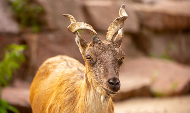 A wild ibex. A markhor (Capra falconeri), a wild goat native to Central Asia, the Karakoram, and the Himalayas, sits atop a cliff. Males have tightly curled, corkscrew-shaped horns up to 160 cm long.