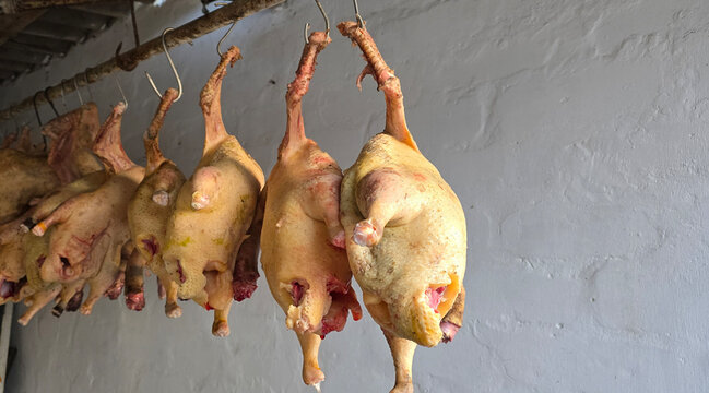 chicken carcasses hanging on a metal rod, showing the details of the poultry preparation process in a rustic setting. Chicken carcasses dangle from a metal bar, emphasizing the raw state of the meat.