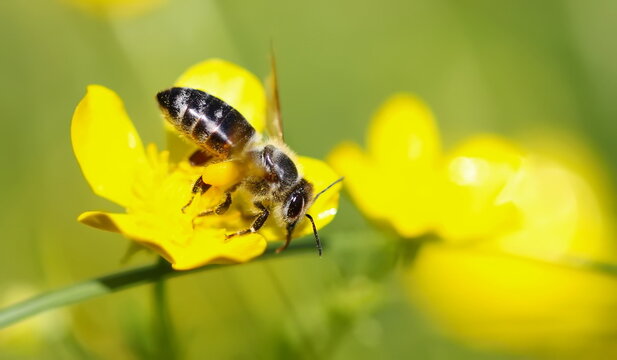 Beautiful honey bee collects pollen from yellow flower background
