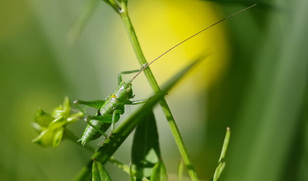 Great green bush-cricket or Tettigonia viridissima on on green blade of grass