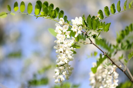 Blossoming acacia flowers on twig, branch with leaves background, black locust 