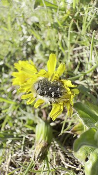 hairy beetle Tropinota hirta feeds on a yellow dandelion flower among grass. Sunlight highlights its textured body and pollen-covered surface. Ideal for entomology research, pollination studies