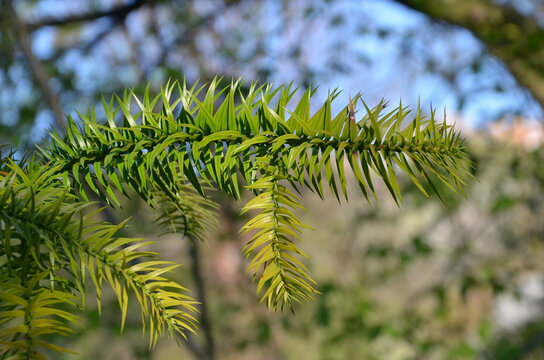 Cunninghamia lanceolata (China Fir) . Closeup tree branch with glossy vibrant green needle-like prickly leaves. Nature, springtime, growing  evergreen conifer tree, concept.