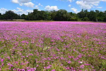 Obraz premium Purple Wildflower Field in Bloom Under Blue Sky – Scenic Rural Landscape