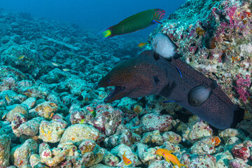 coral reef with fish and coral © Evgenios