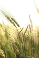 Fototapeta premium Many wheat spikes growing in field outdoors, closeup