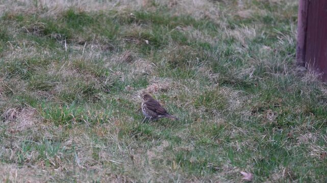 Song Thrush (Turdus philomelos) Foraging in Green Grass, Wild Brown Spotted Bird Looking for Food in Natural Habitat Wildlife Video.