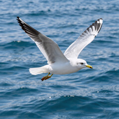 Fototapeta premium Indian Miniature Ocean Fly. Seagull Flying Over The Ocean
