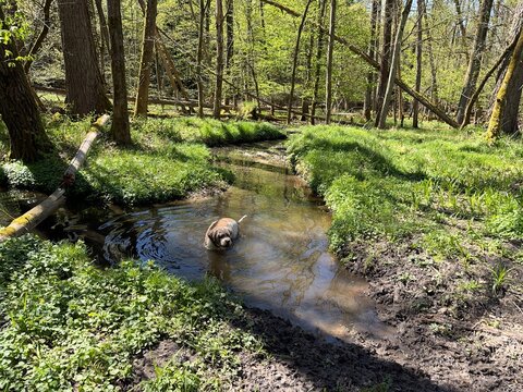 Ein Lagotto Romagnolo Hund im Wasser